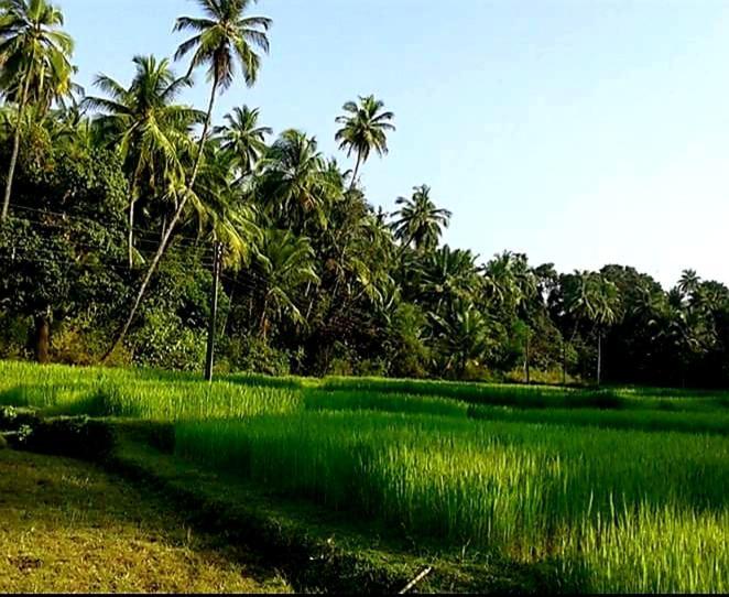 Vivaresidence Homestay Alappuzha Eksteriør billede